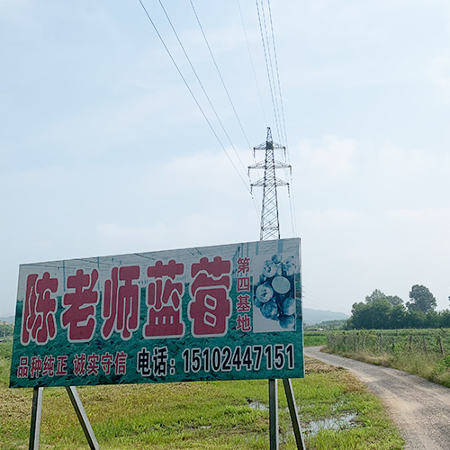 陳老師藍(lán)莓基地