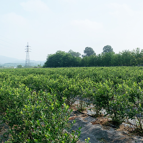藍(lán)莓苗基地