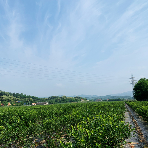 藍(lán)莓苗基地
