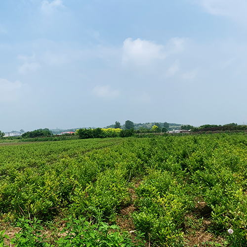 藍(lán)莓苗基地
