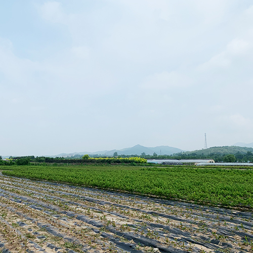 藍(lán)莓苗基地