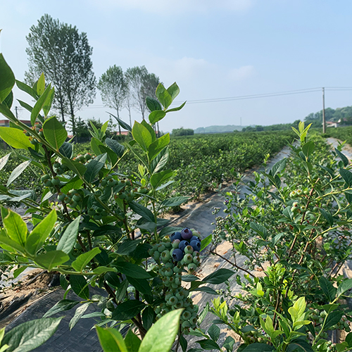 藍(lán)莓樹(shù)苗基地