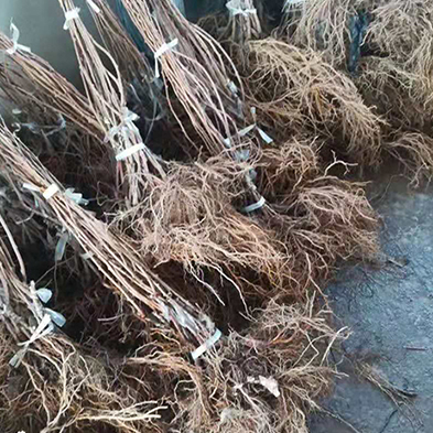 軟棗樹(shù)苗嫁接苗成品