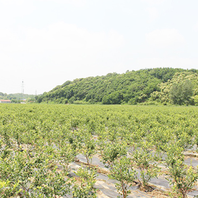 土城子藍(lán)莓苗園
