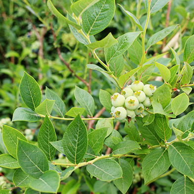瑞卡藍(lán)莓苗園定植基地