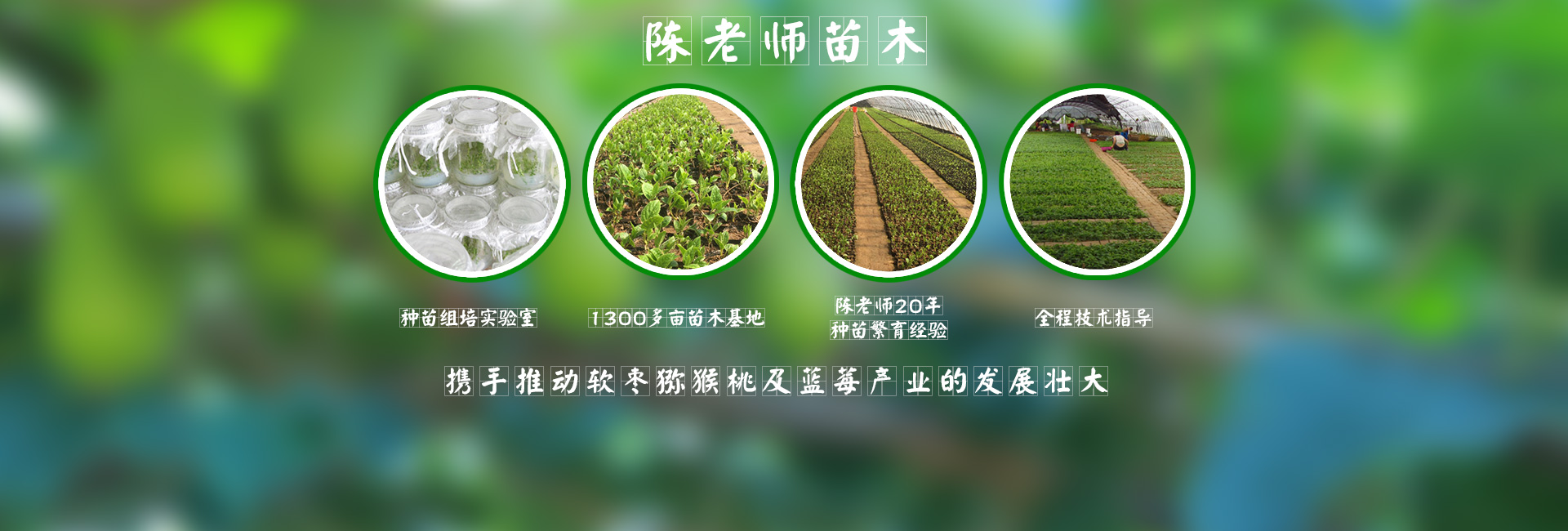 軟棗樹(shù)苗